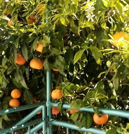 Arancia Mali Lošinj